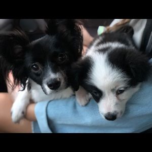 Meet your Posher, Bora